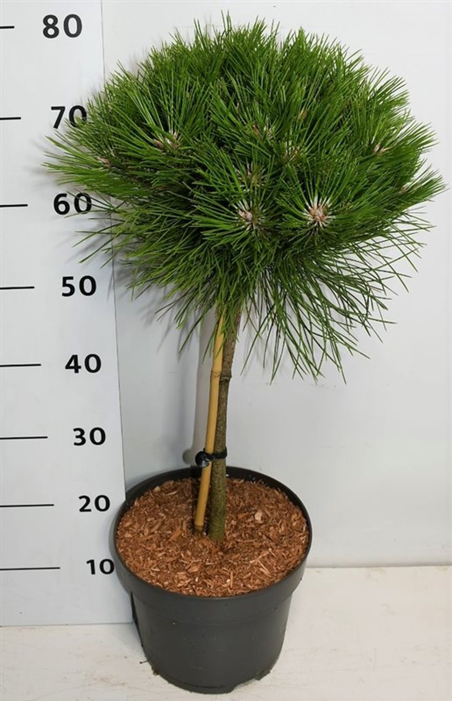 Pinus 'Marie Bregeon' - 40 CM Stem C12